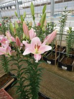 [4135 Rocelli No01.JPG]